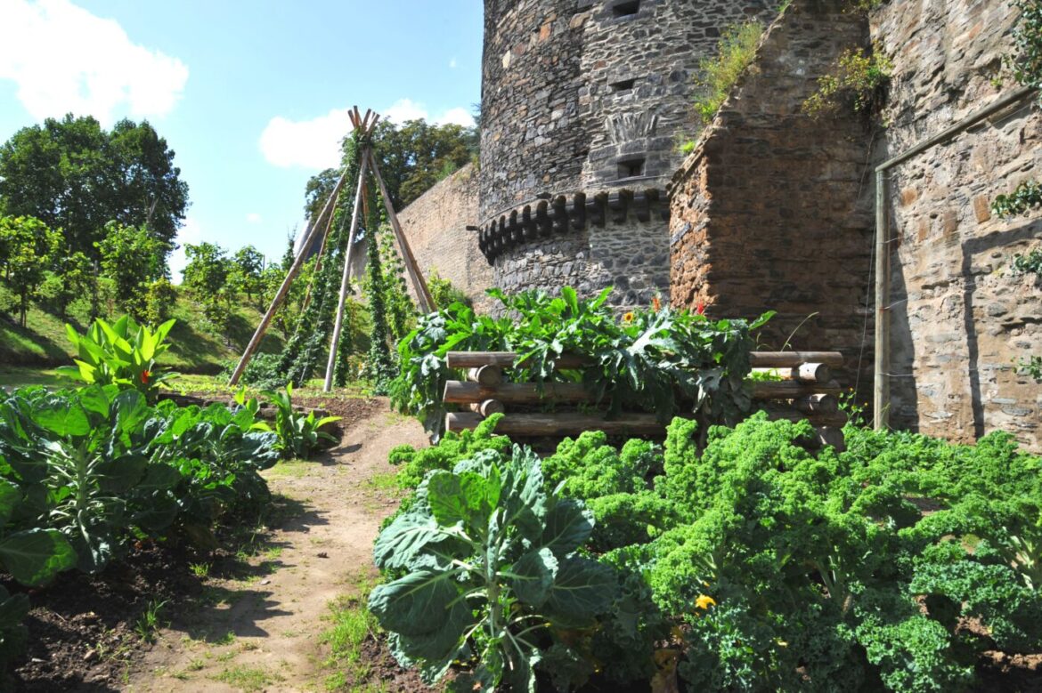 Gemüsegarten neben einer alten Steinmauer in Andernach