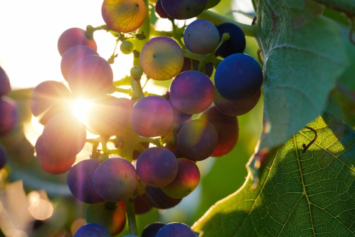 Sonnenlicht scheint durch eine Traube von reifen, violetten Trauben.