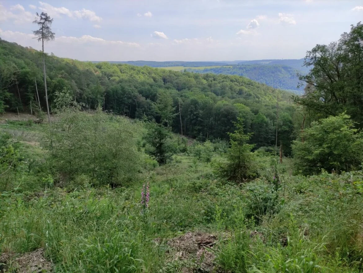 Blick auf den grünen Stadtwald Nassau mit Hügeln im Hintergrund.