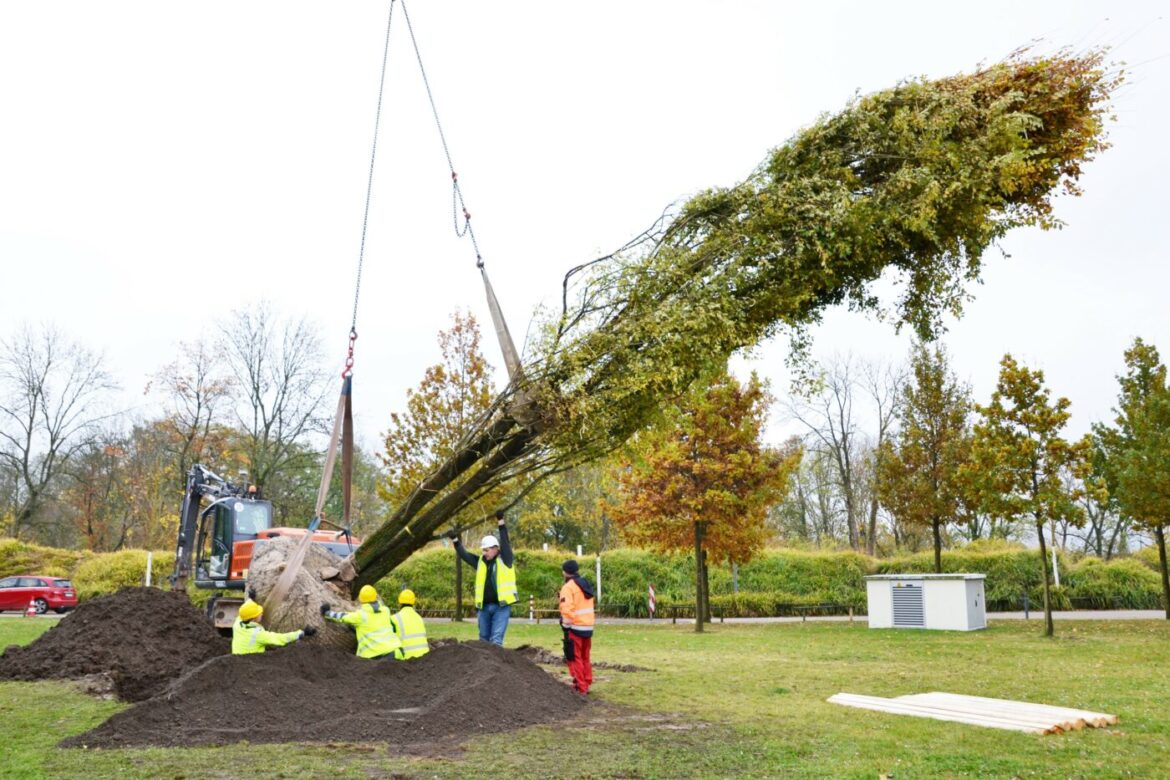 Arbeiter pflanzen eine große Korkulme im Festungspark.