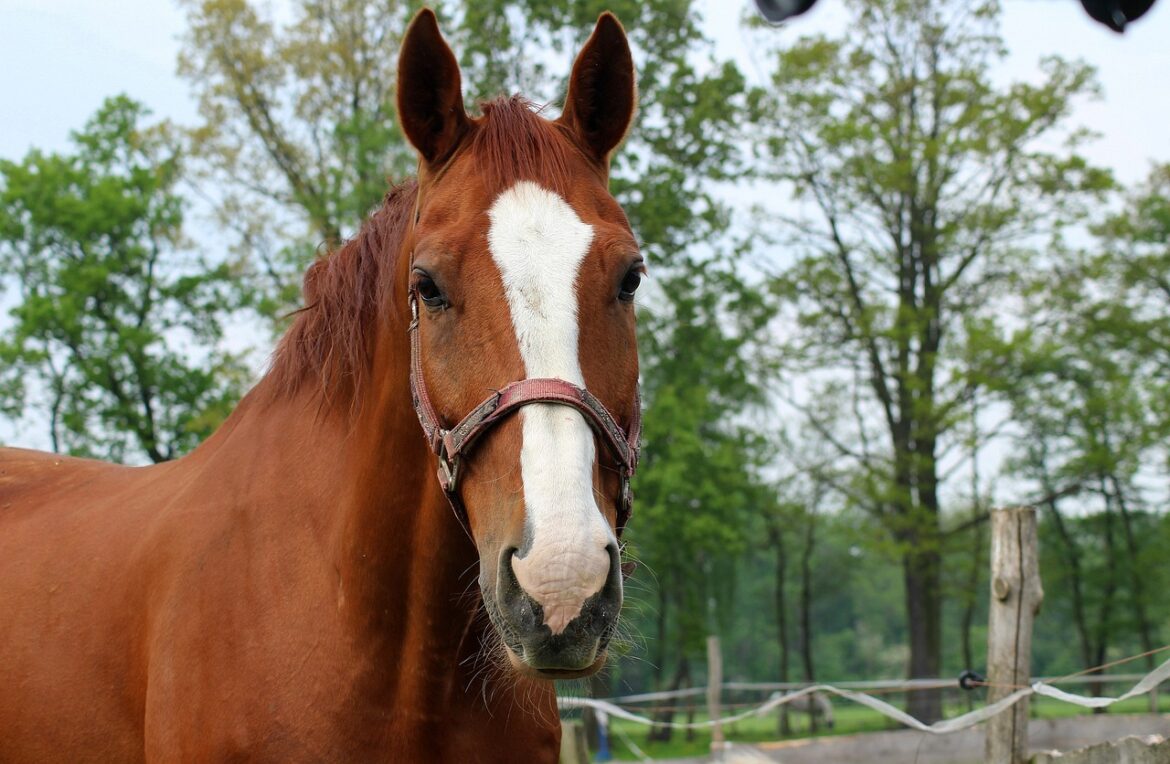 Ein braunes Pferd mit einer weißen Abzeichen auf der Stirn steht vor einem grünen Hintergrund.