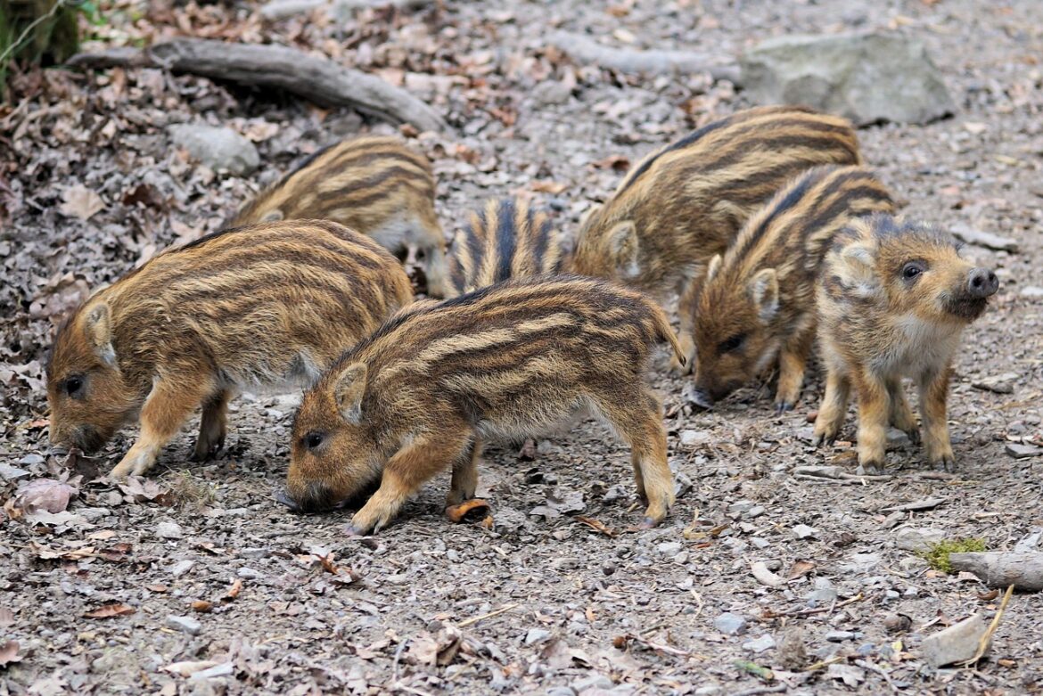 Sechs kleine Wildschweinkitze mit gestreiften Fellen erkunden den Boden im Wald.