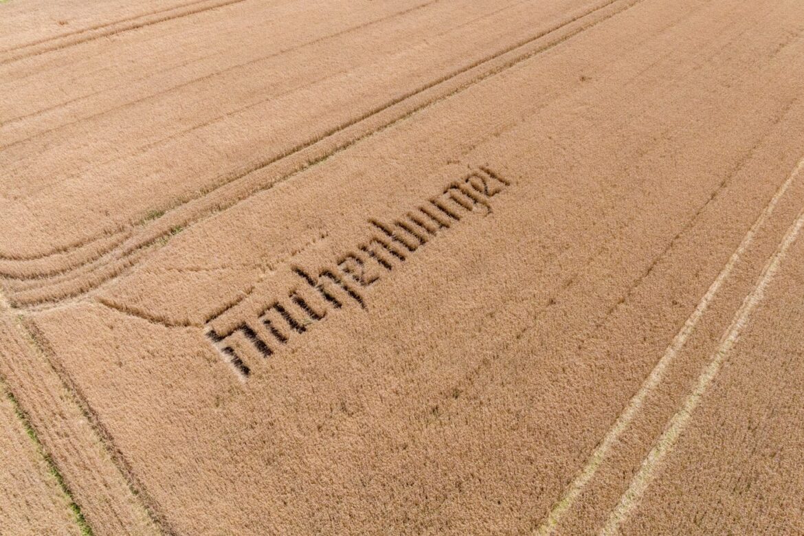 Ein weizenfeld mit der inschrift "Huthenburg" in der obersten Reihe.