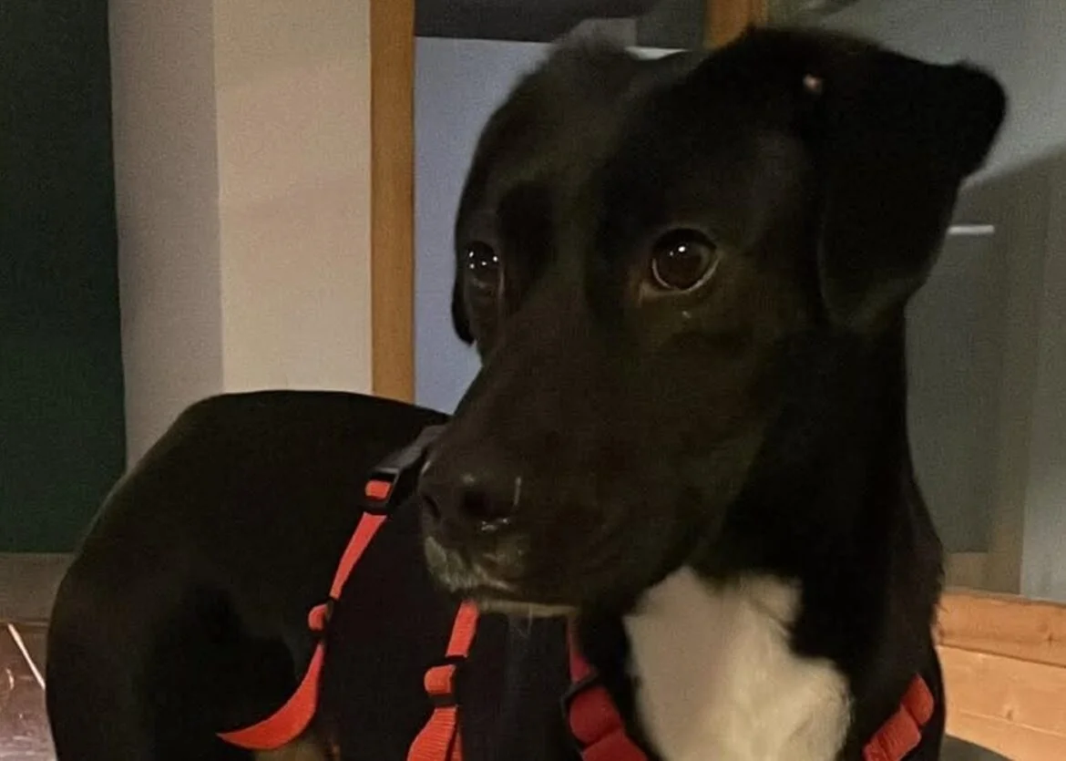 Schwarzer Hund mit rotem Geschirr bei 56aktuell News