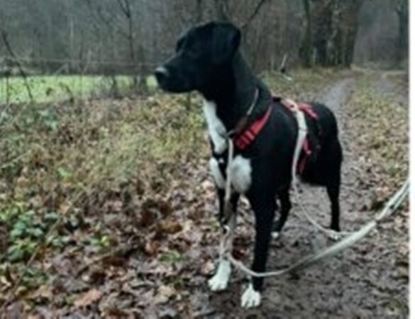 Jamiro (1) Hund im Wald bei 56aktuell News