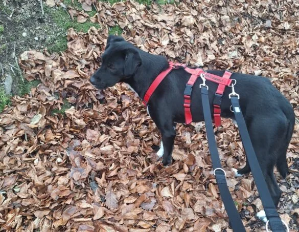 Jamiro (2) Hund im Herbstlaub mit rotem Geschirr, 56aktuell