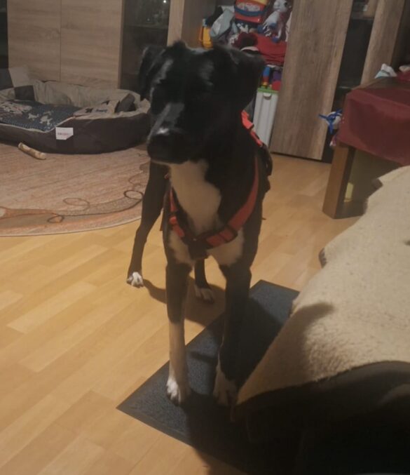 Jamiro (3) Hund in einem Wohnzimmer mit rotem Geschirr, 56 aktuell