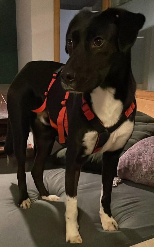 Jamiro (4) Schwarz-weißer Hund mit rotem Geschirr, 56 aktuell